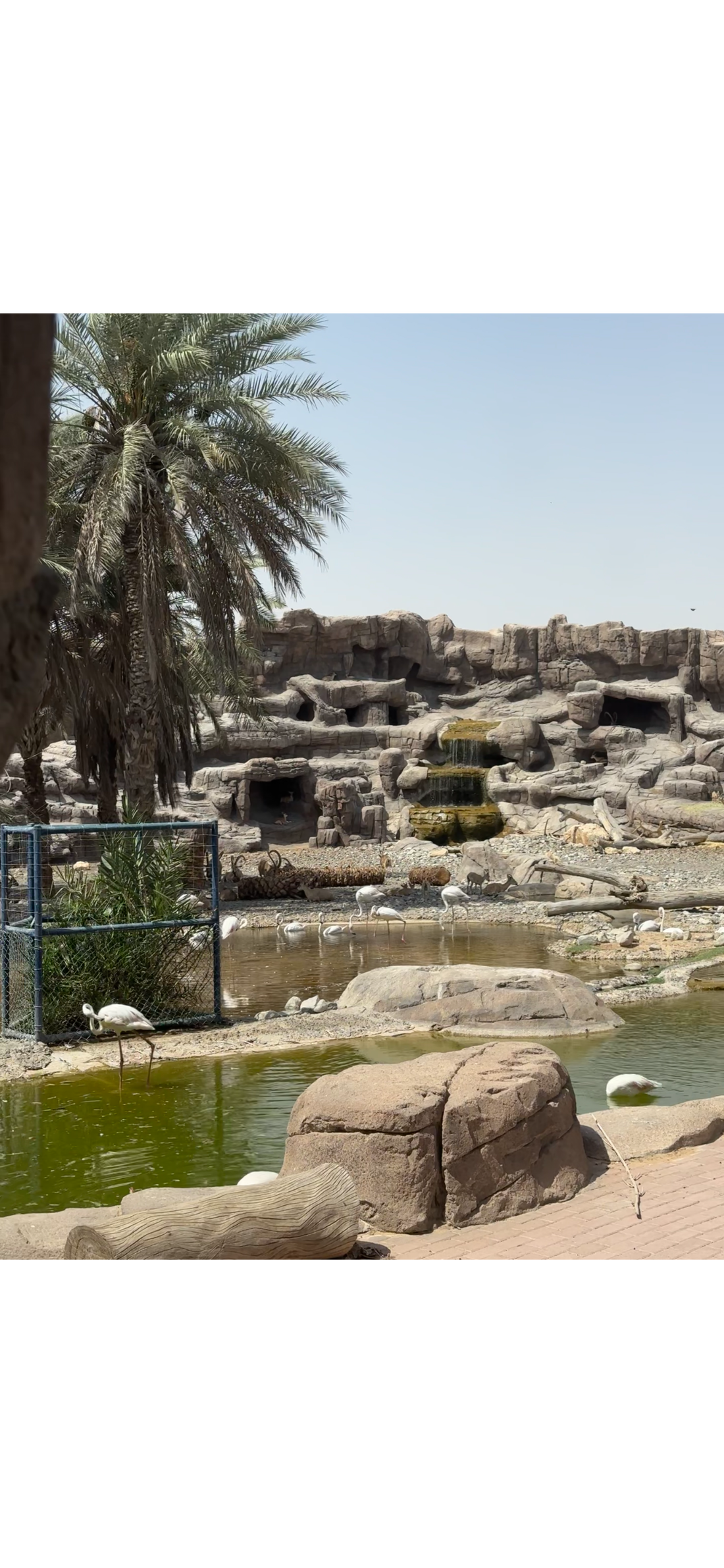Sharjah Arabian Wildlife Center: Things To Do During Summer, UAE